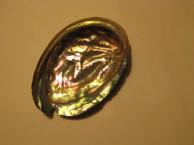 Смотреть фото Халиотисы Фото Халиотисы