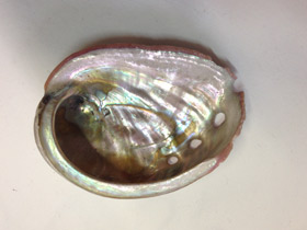 Смотреть фото Халиотисы Фото Халиотисы