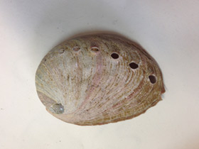 Смотреть фото Халиотисы Фото Халиотисы