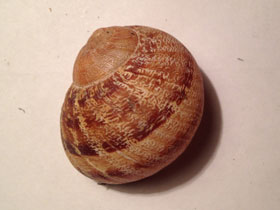 Смотреть фото Садовая улитка Фото Садовая улитка