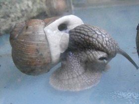 Смотреть фото Гелициды Фото Гелициды