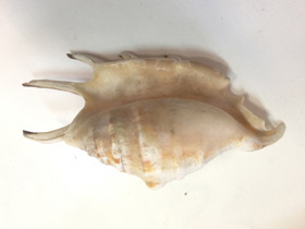 Фото Обыкновенный лямбис