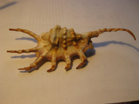 Смотреть фото Скорпионовый лямбис Фото Скорпионовый лямбис