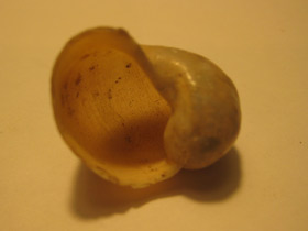 Смотреть фото Прудовики Фото Прудовики