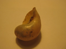 Смотреть фото Прудовики Фото Прудовики