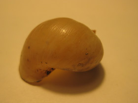 Смотреть фото Прудовики Фото Прудовики