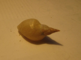 Смотреть фото Прудовики Фото Прудовики