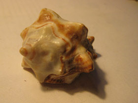 Смотреть фото Турбиниды Фото Турбиниды