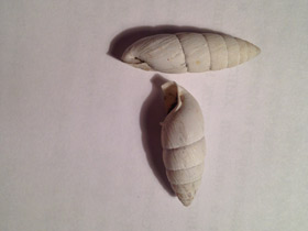 Смотреть фото Эниды Фото Эниды