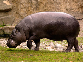 Фото Карликовый бегемот: малыш из Либерии