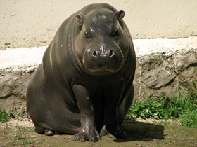 Фото Карликовый бегемот: малыш из Либерии