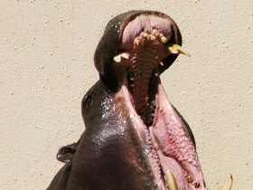 Фото Карликовый бегемот: малыш из Либерии