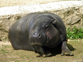 Фото Карликовый бегемот: малыш из Либерии
