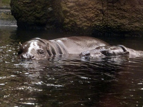Фото Карликовый бегемот: малыш из Либерии