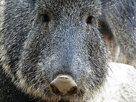 Фото Чакский пекари