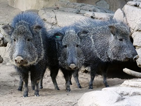 Фото Чакский пекари