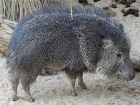 Фото Чакский пекари