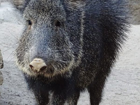 Фото Чакский пекари