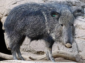 Фото Чакский пекари