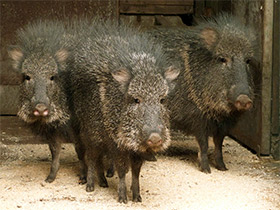 Фото Чакский пекари