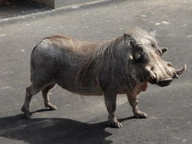 Смотреть фото Пустынный бородавочник Фото Пустынный бородавочник