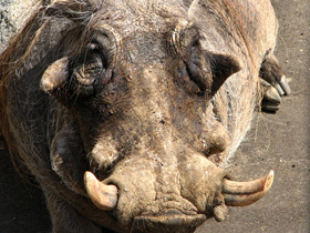 Смотреть фото Африканский бородавочник Фото Африканский бородавочник