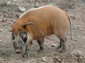 Смотреть фото Кистеухая свинья Фото Кистеухая свинья