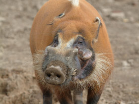 Смотреть фото Кистеухая свинья Фото Кистеухая свинья