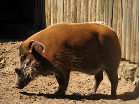 Смотреть фото Кистеухая свинья Фото Кистеухая свинья