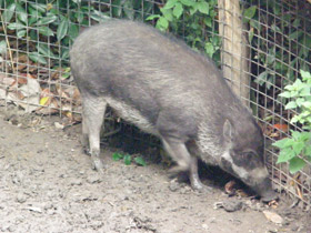 Смотреть фото Висайская бородавчатая свинья Фото Висайская бородавчатая свинья