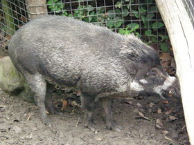 Смотреть фото Висайская бородавчатая свинья Фото Висайская бородавчатая свинья