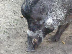 Смотреть фото Висайская бородавчатая свинья Фото Висайская бородавчатая свинья