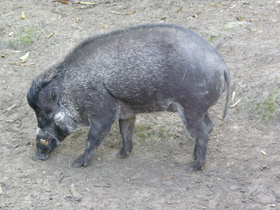 Смотреть фото Висайская бородавчатая свинья Фото Висайская бородавчатая свинья