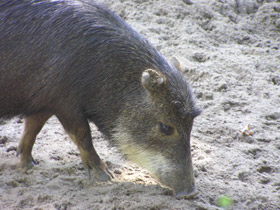Фото Белобородый пекари