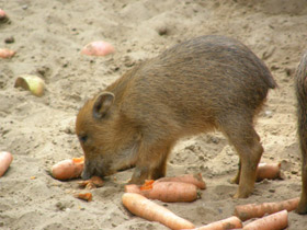 Фото Белобородый пекари