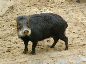 Фото Белобородый пекари