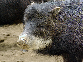 Фото Белобородый пекари