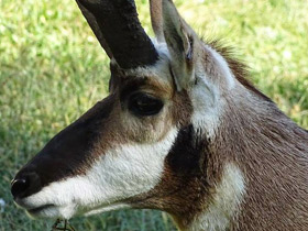 Смотреть фото Вилорог Фото Вилорог