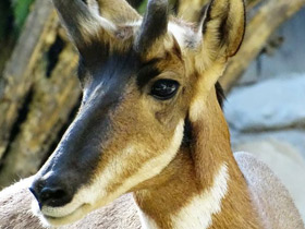 Смотреть фото Вилорог Фото Вилорог