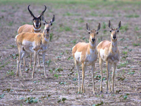 Смотреть фото Вилорог Фото Вилорог