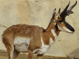 Смотреть фото Вилорог Фото Вилорог