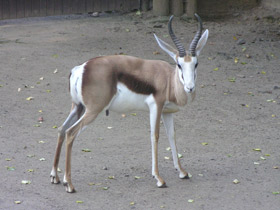 Смотреть фото Спрингбок Фото Спрингбок