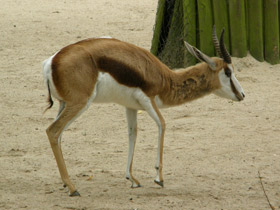 Смотреть фото Спрингбок Фото Спрингбок