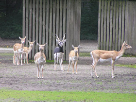 Смотреть фото Самые рогатые животные Фото Самые рогатые животные