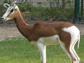 Смотреть фото Мхоррская газель Фото Мхоррская газель