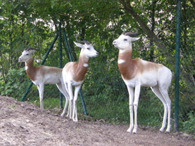 Смотреть фото Газель-дама Фото Газель-дама