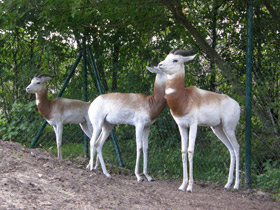 Смотреть фото Газель-дама Фото Газель-дама