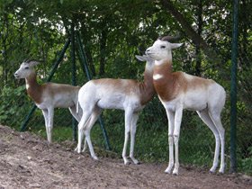 Смотреть фото Газель-дама Фото Газель-дама