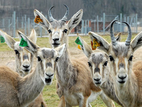 Смотреть фото Джейран Фото Джейран