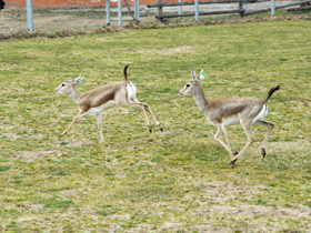 Смотреть фото Джейран Фото Джейран